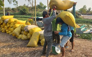 Giá lúa neo cao, cứ bán 1ha nông dân Long An thu lãi 30 triệu đồng