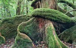 Ở khu rừng của tỉnh Lâm Đồng, có cây sồi đại thụ cao như tòa nhà 9 tầng, mỗi lượt chỉ 6 người vào thăm