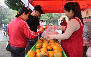 Hội Nông dân tỉnh Bắc Ninh hỗ trợ quảng bá, tiêu thụ cam sành Hà Giang