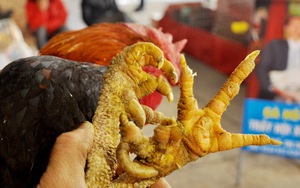Loại gà được coi là sản vật bước ra từ truyền thuyết, có ngoại hình đặc biệt, 50 triệu/con đại gia vẫn tranh đặt hàng