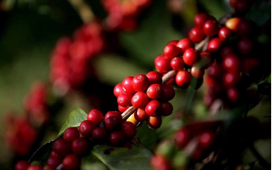 Giá cà phê ngày 14/3: Cà phê trong nước về lại quanh mốc 91.000 đồng/kg