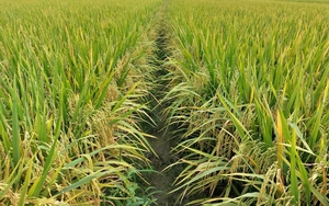 Giống lúa Hương Châu 6 cho năng suất đạt trên 8 tấn/ha, bà con nông dân quyết mở rộng diện tích lên gấp đôi