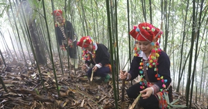 Người Dao đỏ ở Lào Cai hối hả lên rừng đào thứ củ nhọn hoắt, thương lái đợi sẵn ở nhà thu mua