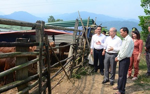 Phó Bí thư Thường trực Tỉnh ủy Thừa Thiên Huế thăm mô hình chăn nuôi bò hiệu quả của hội viên nông dân 