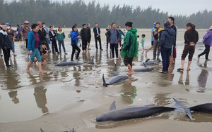  Một ngư dân Hà Tĩnh bắt được 20 cá heo 40 năm mới thấy, người dân góp tiền mua cá thả về tự nhiên