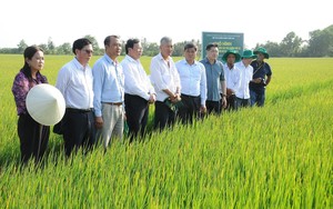 Đã có những người làm khuyến nông cộng đồng ở An Giang, Kiên Giang thu nhập tới 20 triệu đồng/tháng