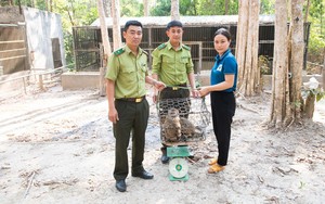 Một người dân Kon Tum bắt được 3 con động vật hoang dã bèn mang về chăm sóc rồi giao nộp cho kiểm lâm