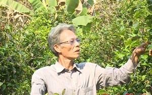 Ông nông dân Bình Phước trồng loài cây có chứa chất chống ung thư, mỗi ngày hái lá bán thu tiền triệu