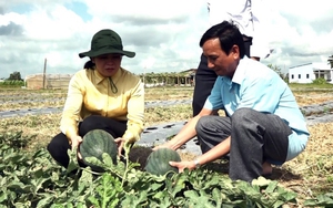Ở Trà Vinh có một cánh đồng chuyên trồng dưa hấu rộng tới 250ha, cho thu nhập 250 triệu đồng/ha
