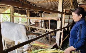 Có vốn nuôi bò, trồng keo, nông dân nghèo Bình Định nhanh khá