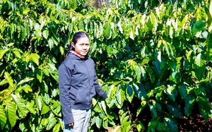 Một nông dân Kon Tum có 2ha đất, trồng cà phê kiểu gì mà thu hàng tấn, lợi nhuận tăng đều?