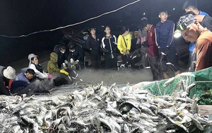 Một vùng biển ở Quảng Bình ngư dân trúng đậm loài cá lù đù, có đêm đánh bắt được 5 tấn thu hàng chục triệu