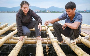 Buộc con hàu thành từng dây đem thả xuống sông Gianh, anh Trong ở Quảng Bình đang nắm trong tay tiền tỷ