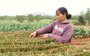 Trồng cây lá to, tốt um, nông dân một xã ở Ninh Thuận yên tâm đã có người mua