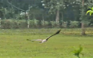 Con chim “chúa tể bầu trời” đã được tái thả về tự nhiên tại Vườn quốc gia Cúc Phương