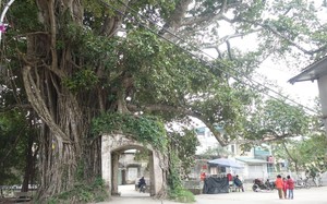 Độc đáo cây đa ôm trọn cổng làng ở Hà Nội