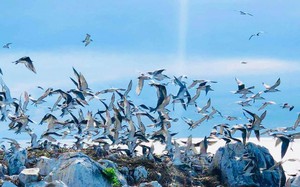 Sân chim biển lớn nhất Việt Nam, chim hoang dã bay rợp trời là ở một hòn đảo đẹp như phim của Bà Rịa-Vũng Tàu