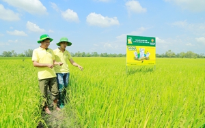 Nhà nông tin chọn: Phân bón Cà Mau là hàng Việt Nam chất lượng cao