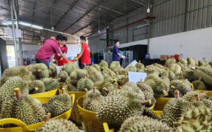 Cục Bảo vệ thực vật đề nghị Đắk Lắk, Tiền Giang, Đồng Nai truy xuất các lô hàng sầu riêng xuất sang Trung Quốc