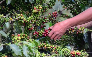 Giá cà phê hôm nay 21/3: Giá cà phê thế giới giảm, trong nước neo cao