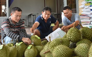 Xuất khẩu rau quả đã vượt 1 tỷ USD, Cục Bảo vệ thực vật đề nghị siết kiểm soát mã số vùng trồng sầu riêng