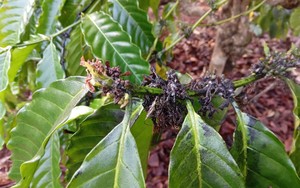 Giá cà phê đang leo đỉnh, nông dân Gia Lai thêm nỗi lo rệp sáp tấn công cây cà phê 