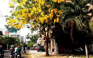 Một thành phố của Khánh Hòa, nổi tiếng cả nước đang bước vào mùa hoa thứ 100