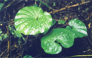Loài cây Việt Nam sở hữu: Mang nguồn gen quý giá, chỉ có duy nhất một chiếc lá
