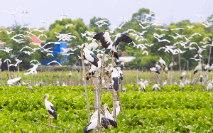 Thành phố nào của Quảng Nam nói không với xung điện tận diệt thủy sản, săn bắt các loài chim hoang dã?