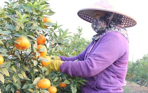 Nơi trồng cây dược liệu, nơi trồng đủ loại rau màu, nông dân một huyện ở Thái Bình thu cả trăm triệu/ha