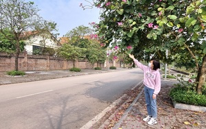 Đường hoa nông thôn mới ở một xã của Ninh Bình, tới nơi mới bất ngờ, 2 bên nở toàn hoa ban