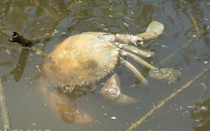 Cua, tôm bơi lờ đờ rồi lăn ra chết nắng rải rác ở một huyện của Kiên Giang