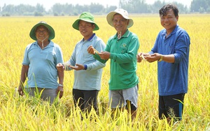 Trồng lúa theo cách mới, nông dân một hợp tác xã ở Đồng Tháp thu đủ thứ 