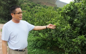 20 năm mang cây phủ khắp núi Cai Vàng, ông Tuân ở Bắc Giang đều đặn thu 10 tỷ/năm