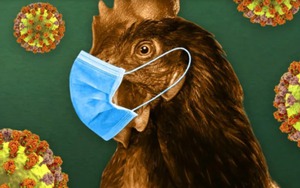 Cúm A/H5N1 gây chết người lây lan như thế nào? 