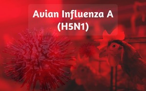 Bộ Y tế thông tin về ca cúm A/H5N1 khiến 1 thanh niên tử vong
