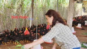 Cho đàn gà ăn cỏ mần trầu, húng quế, tía tô, chị nông dân Bình Phước bán giá 150.000 đồng/kg