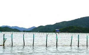 Cắm cọc la liệt trong đầm, vịnh để nuôi một loài nhuyễn thể ở Khánh Hòa, ngành chức năng vận động tháo dỡ