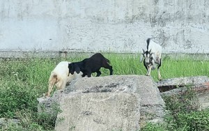 Lần đầu tiên, Ninh Bình tổ chức hội thi chọi cho con vật được nông dân tỉnh này nuôi nhiều