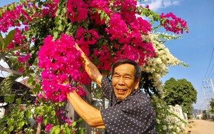 Xôn xao giàn hoa giấy hai màu đẹp như phim ở xã nông thôn mới một huyện miền núi Ninh Thuận