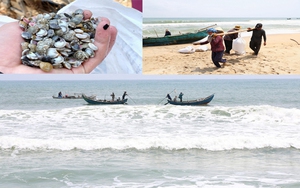 Quảng Ngãi: Ốc ruốc “lộc biển” mang thu nhập nhiều triệu đồng/ngày cho ngư dân biển ngang Đức Minh