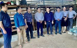 Nông dân xã Phú Nhuận ở Thanh Hóa nuôi con đặc sản, bán đắt tiền, thu nhập tăng lên thấy rõ