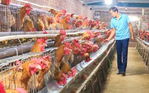 Nuôi 60.000 gà giống và gà thương phẩm, anh nông dân ở Lào Cai lãi trăm triệu mỗi năm