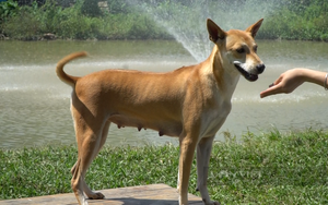 Tiết lộ đáng kinh ngạc về đàn chó Phú Quốc tiền tỉ của cô gái ở Hà Nội