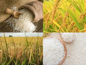 Giá gạo tiếp đà giảm, giao dịch chậm, nhiều kho ngưng mua