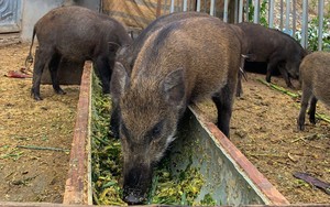 Hơn 20 con heo rừng lai mắc Dịch tả lợn châu Phi, tỉnh Lâm Đồng chỉ đạo xử lý dứt điểm