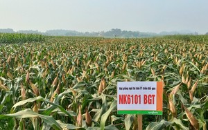 Syngenta giới thiệu giống ngô chuyển gen NK6101BGT mới tại thị trường Việt Nam