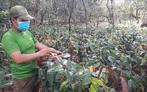 Thứ quả xanh "đeo cây" la liệt, vườn đẹp như phim, anh nông dân Bình Phước cắt bán lãi 700 triệu- Ảnh 3.