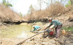 Nắng nóng kỷ lục, nông dân Bình Phước đang mệt lử chống chọi, bơm hút tưới cây liên tục