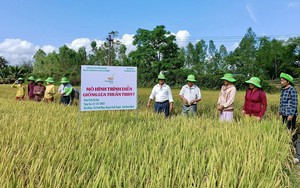 Giống lúa TBR97 tỏa sáng trên vùng đất Vĩnh Thạnh của tỉnh Bình Định
